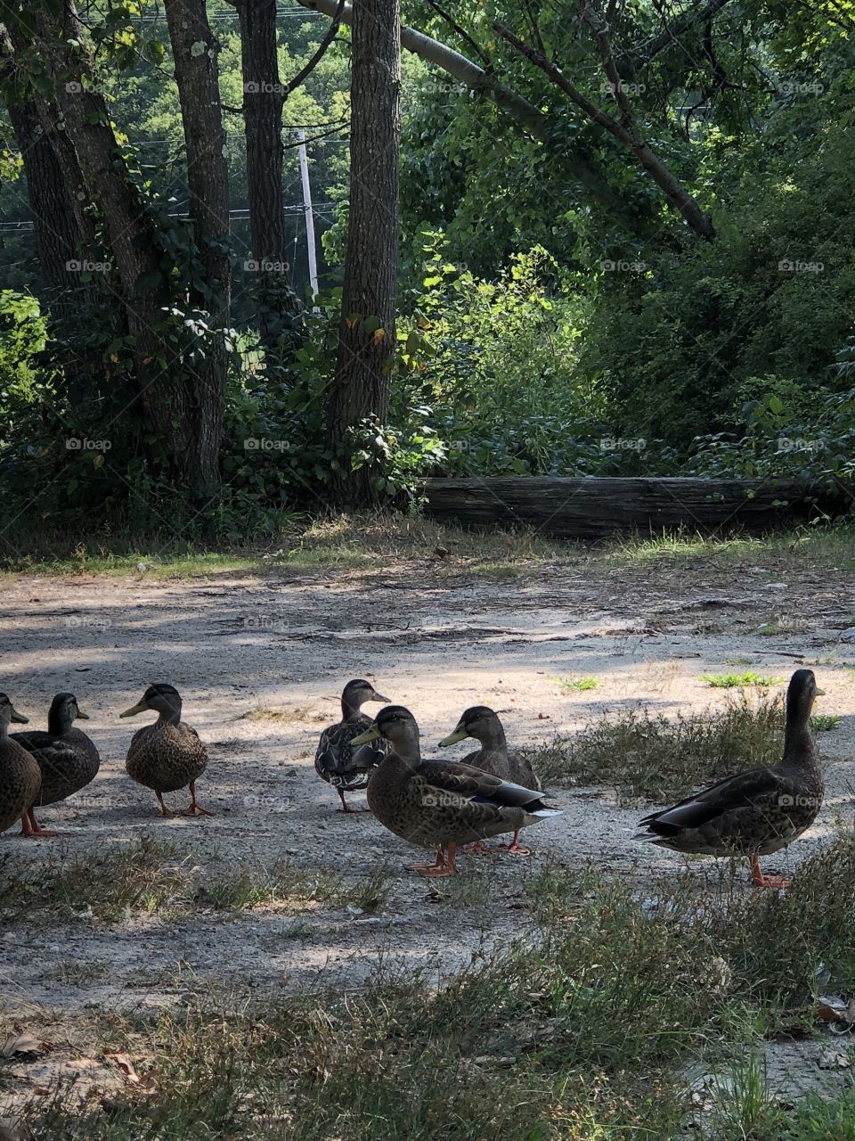 On a leisurely nature walk I happened upon this gathering of ducks or geese scavenging the ground for food in a secluded woodland area near a river dam & waterfall in Rhode Island. People come here to fish & feed the birds year-round - @scorpioL13