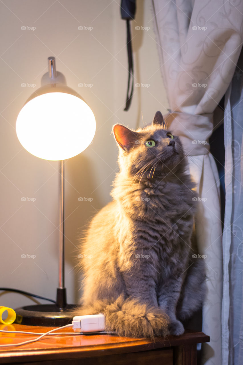 Cat watching something in the air 