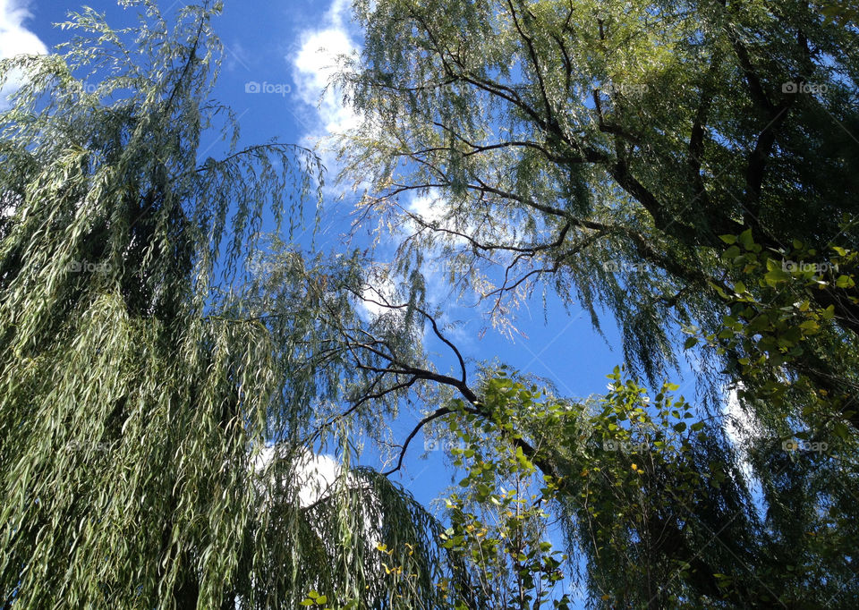 Weeping Willow