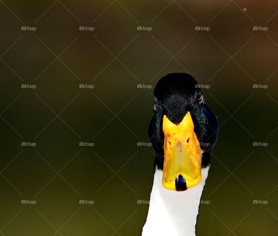 A duck saying hello close up head photo