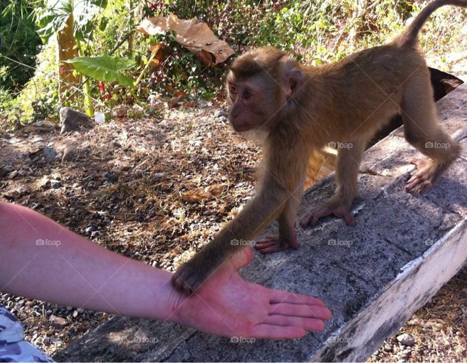 Curious baby monkey at monkey Hill, Phuket, Thailand.