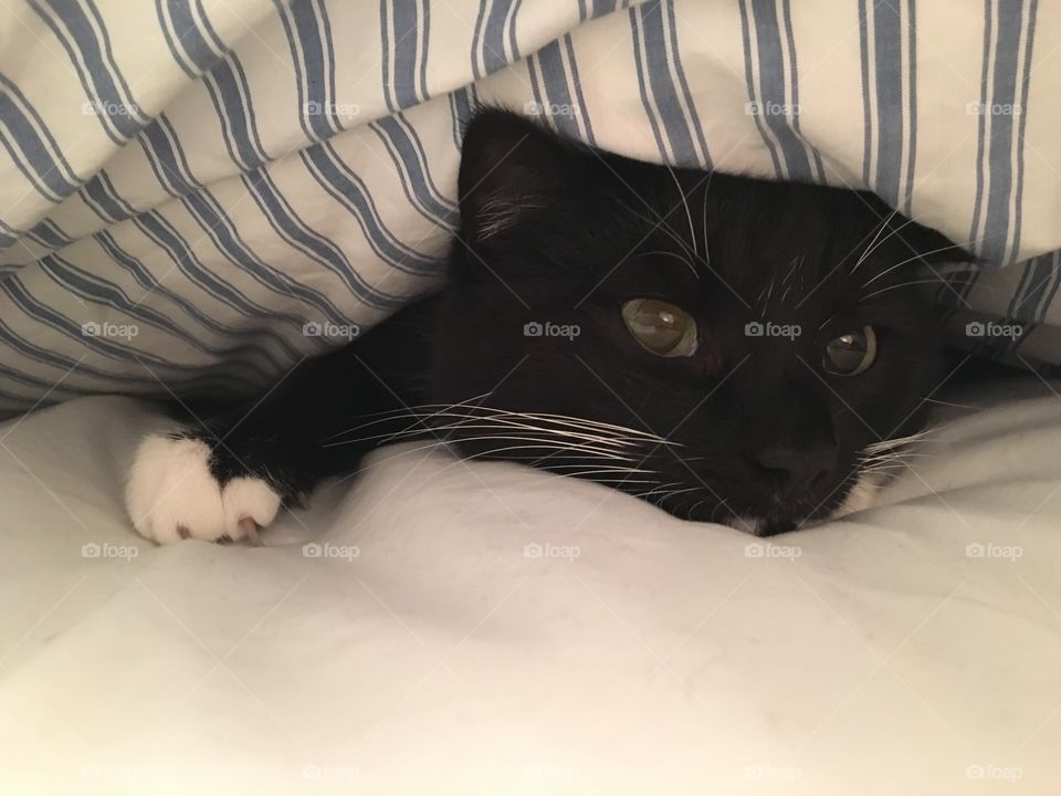 Cat, Portrait, Bed, Sleep, Pet