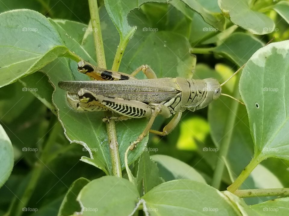 A country grasshopper