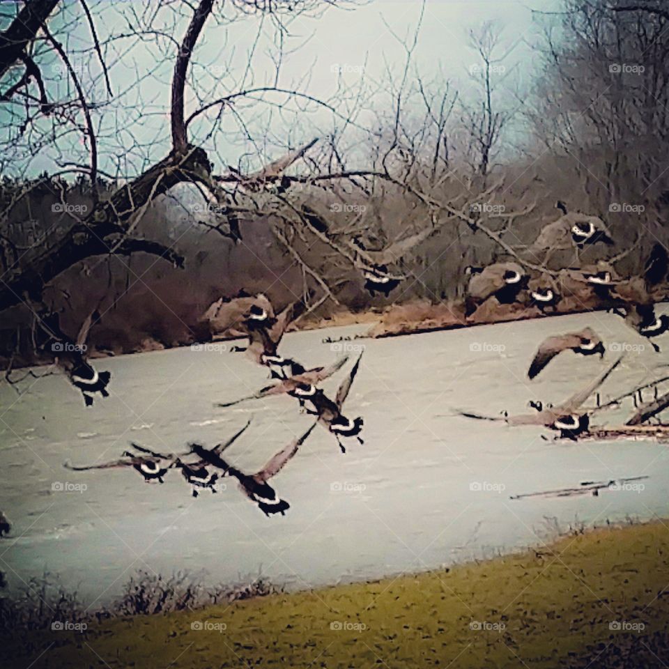 flying geese