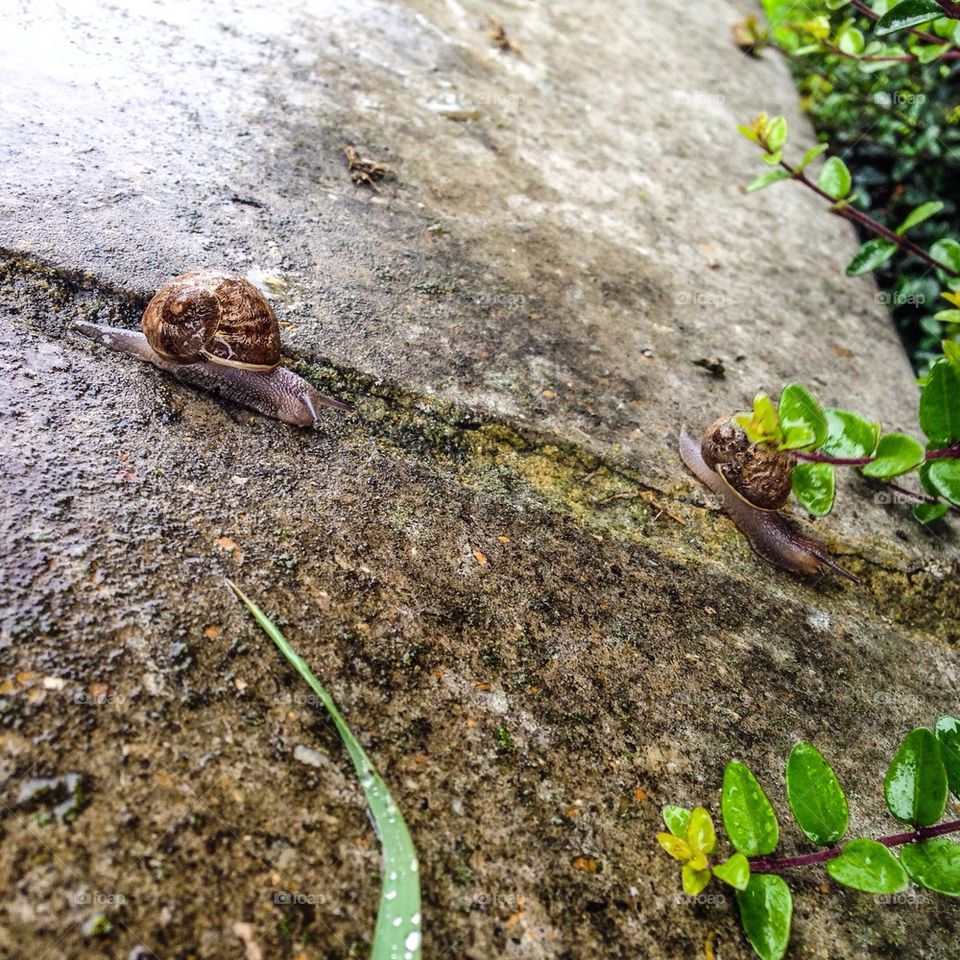 Snails