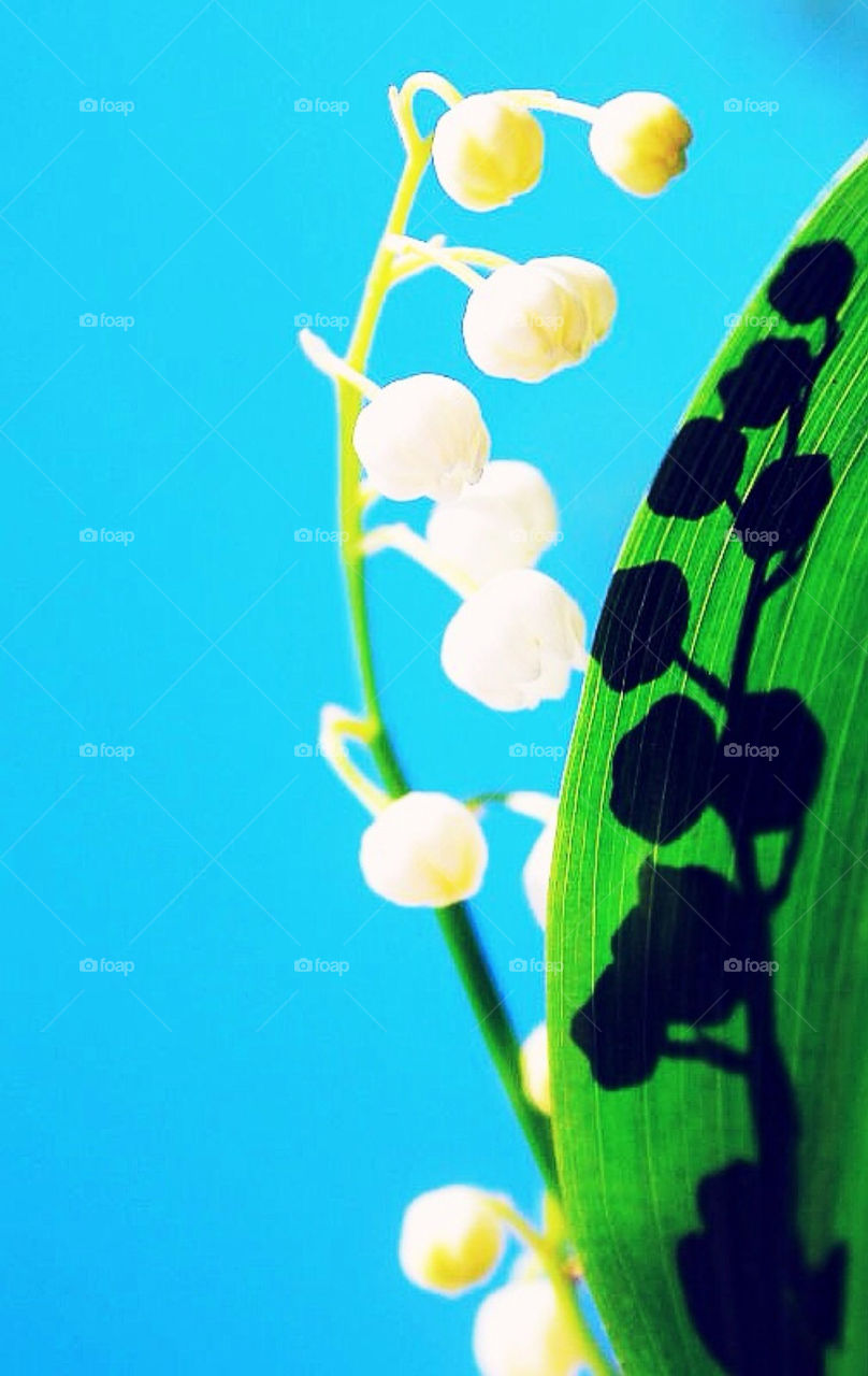 A LILLY OF THE VALLEY