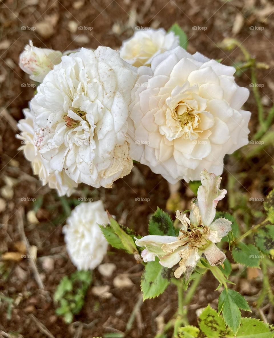 🌹 🇺🇸 Very beautiful flowers to brighten our day.  Live nature and its beauty. Did you like the delicate petals? / 🇧🇷 Flores muito bonitas para alegrar nosso dia. Viva a natureza e sua beleza. Gostaram das pétalas delicadas?