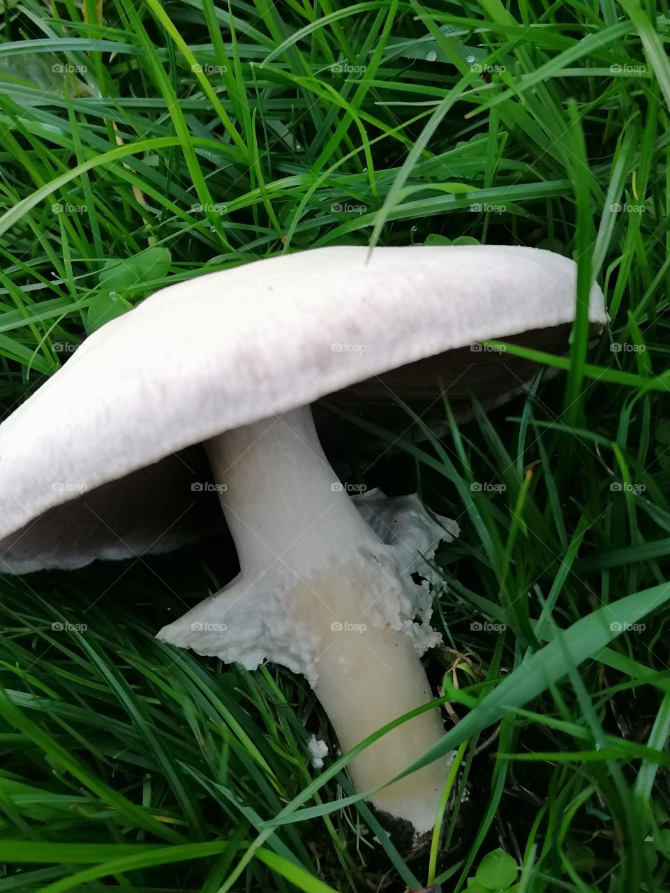 Champignon