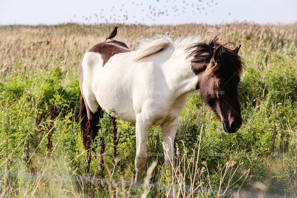 Bird perched on horse