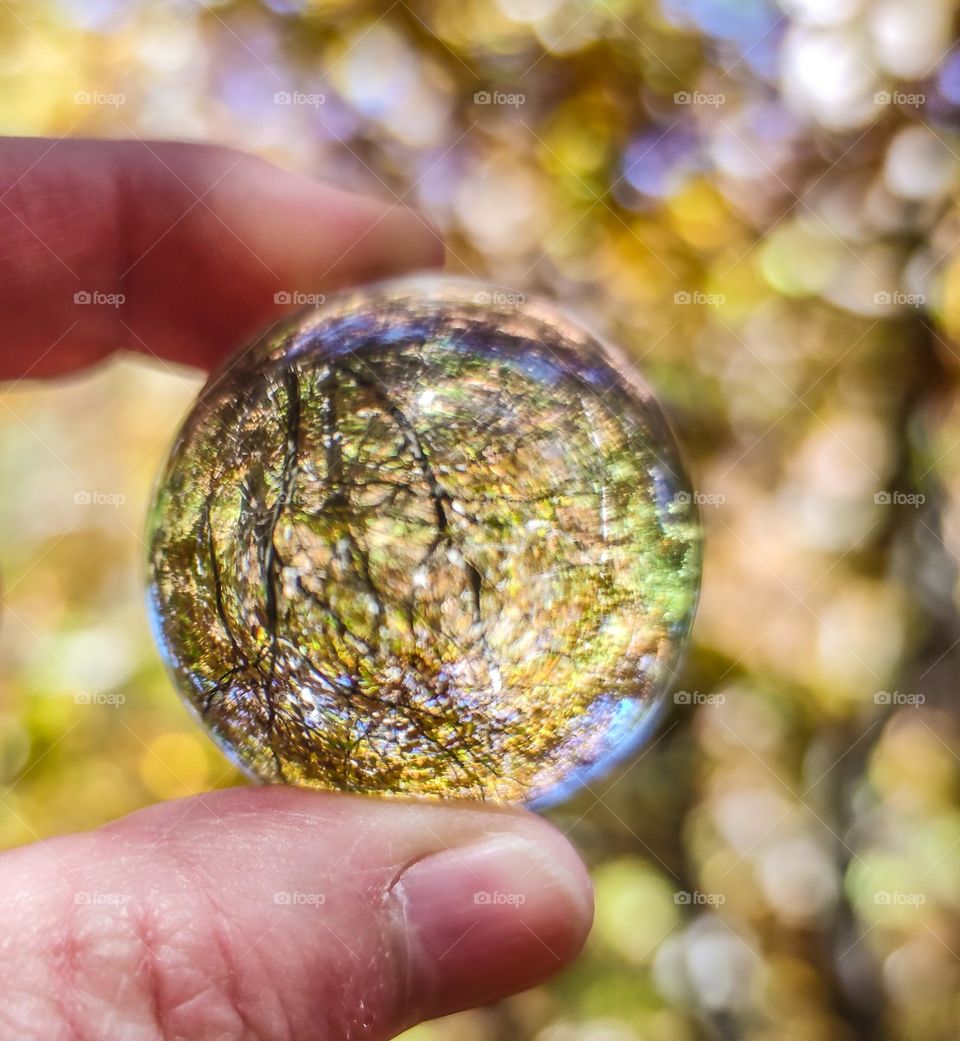 Autumn forest through my magic ball