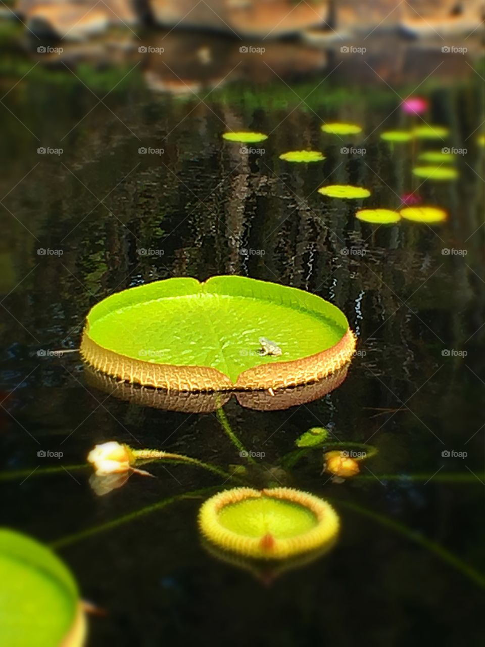 Frog,lake, lily 