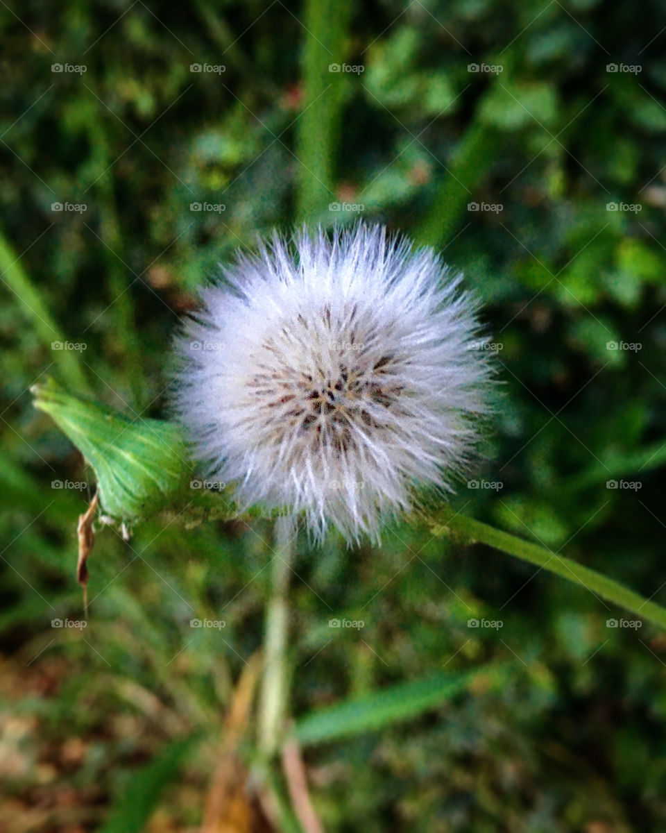 Do nosso #jardim - tão pequenina e tão bela planta...
📸
#FOTOGRAFIAéNOSSOhobby
#dentedeleão #natureza #inspiration #inspiração #photo