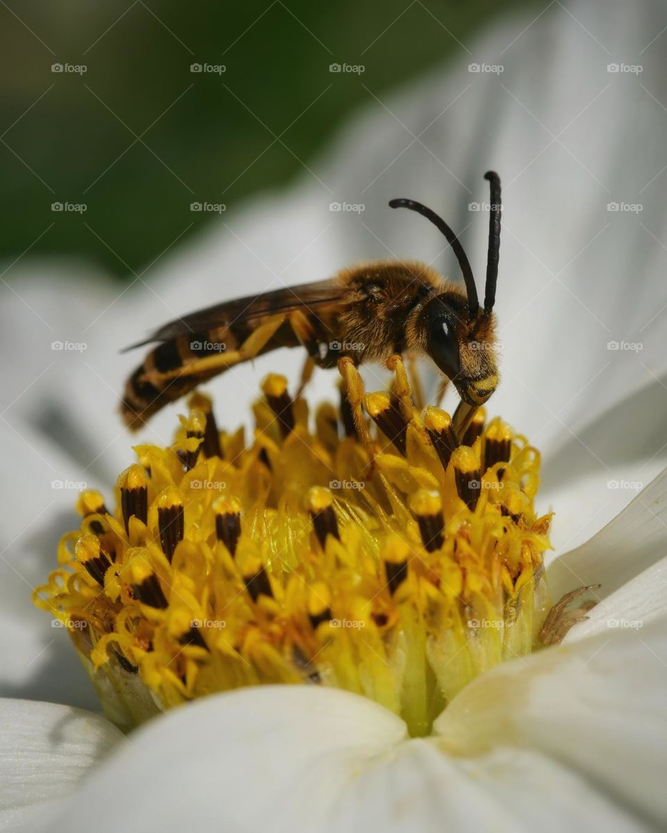 Wildbee on flower