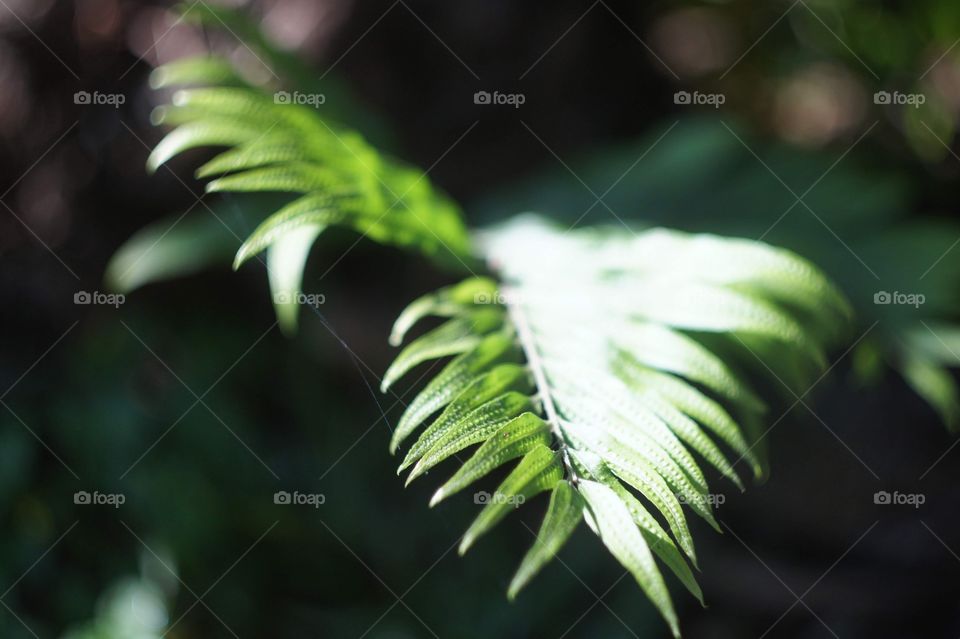 Fern