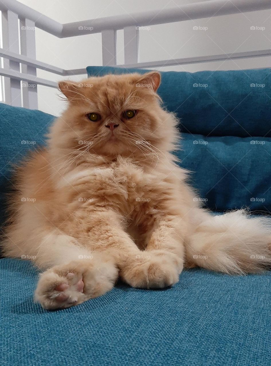 the cat watching and sitting on blue sofa, sofa in living room, cat persian descent, cat has fine hair, cat has long hair, cat with flat nose