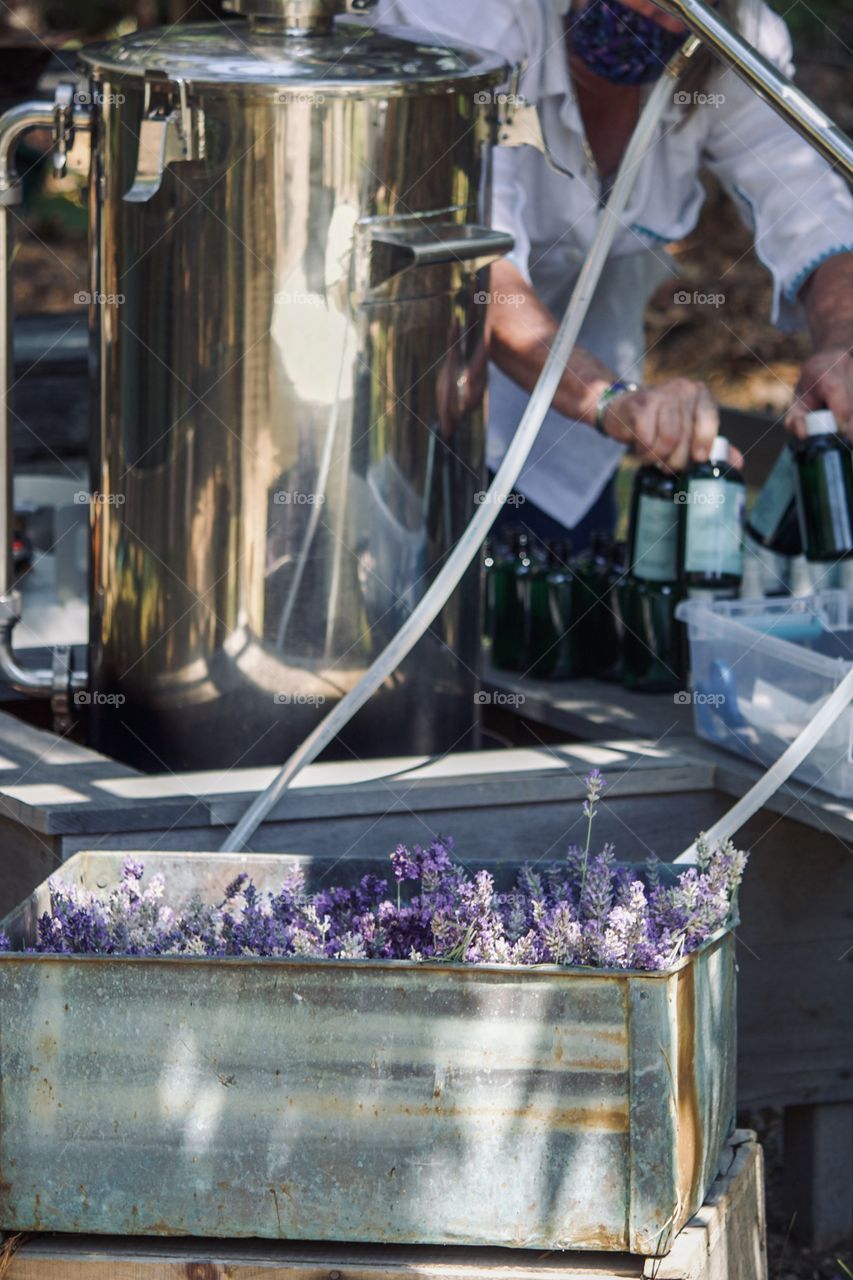 Making lavender oil