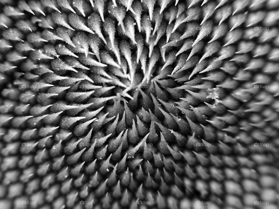 Macro photo of a sunflower. 