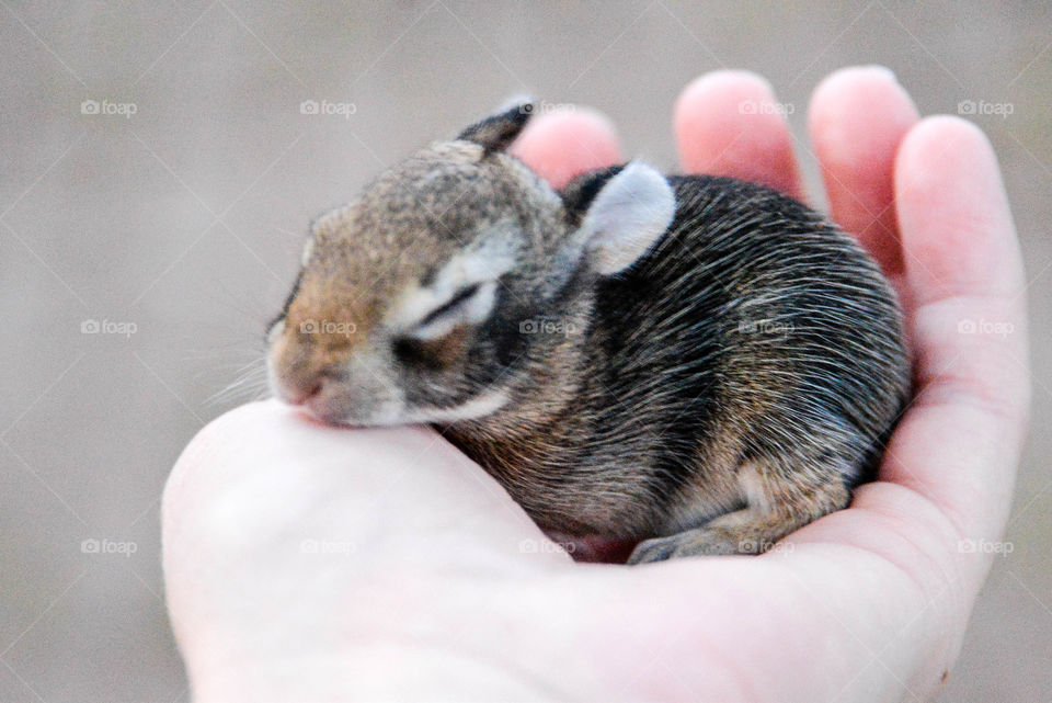 Close-up of a person holding baby rabbit