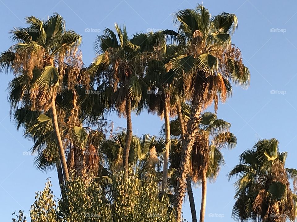 Palm trees in the city.