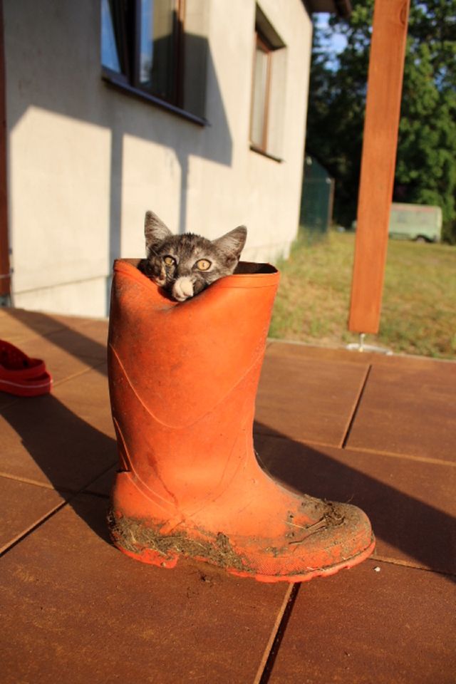 Cat in boots