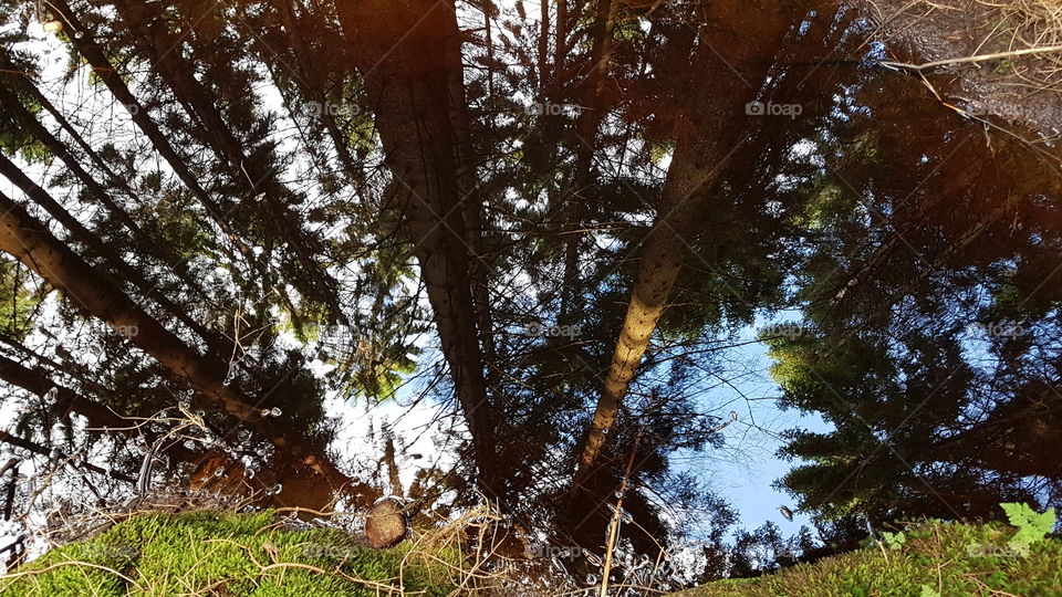 Forest reflection on the creek - skog spegelblank bäck