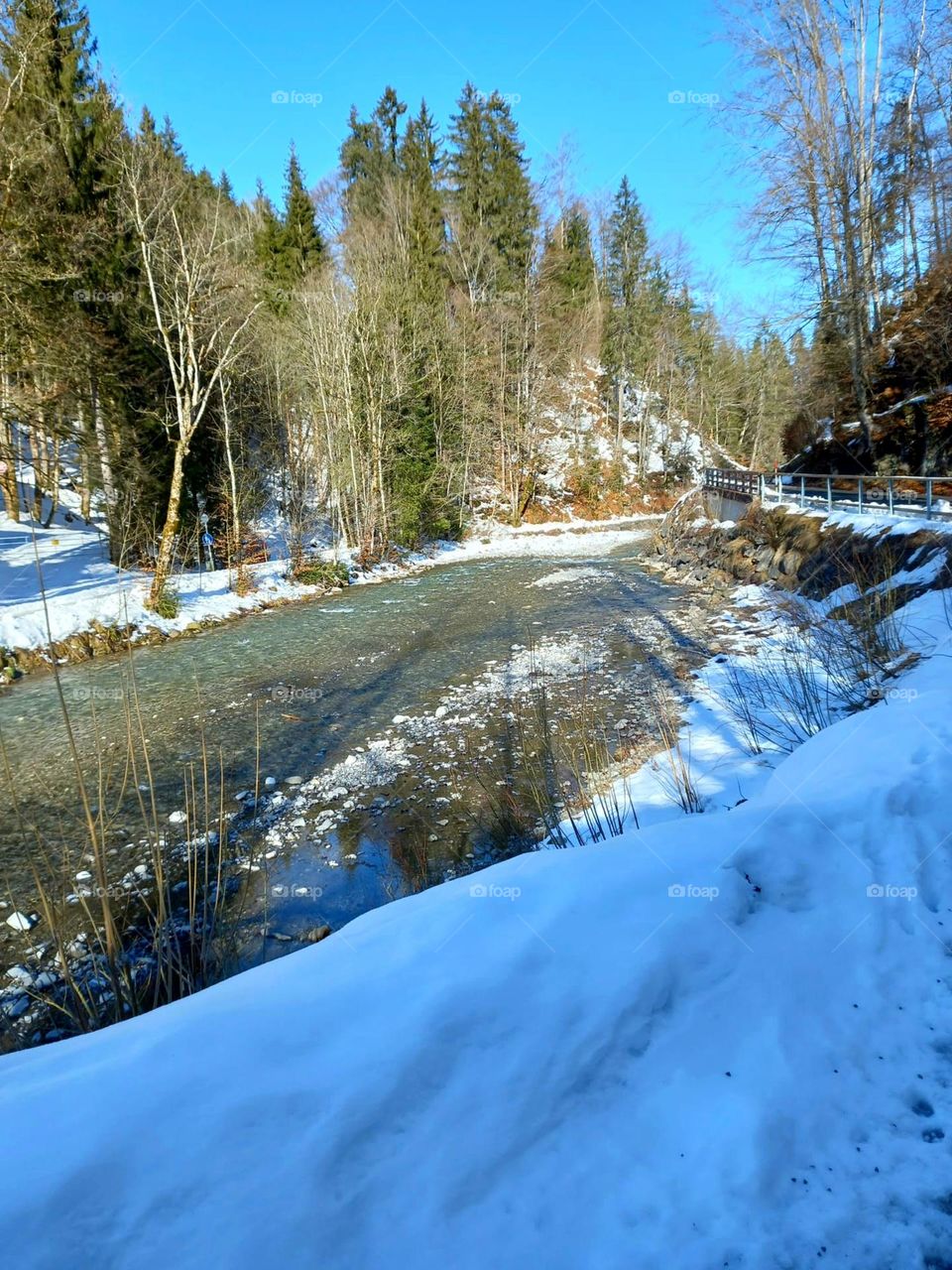 Mountain River Through the Forest