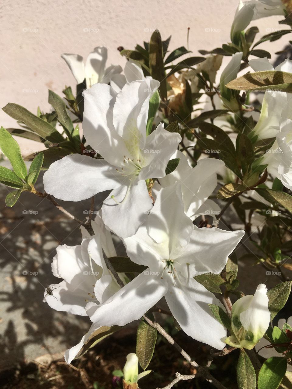 🌼 #Azaleias do nosso #jardim, para alegrar e embelezar nosso dia!
#Jardinagem é um ótimo #passatempo!
🌸 🌹
#FOTOGRAFIAéNOSSOhobby
#flor #flowers #flower #flores #pétalas #garden #hobby 