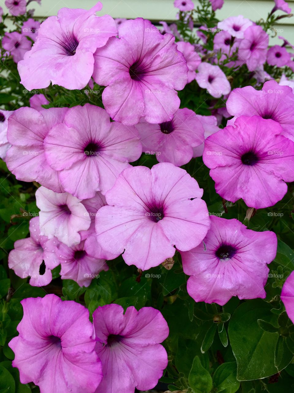 Group of purple flowers