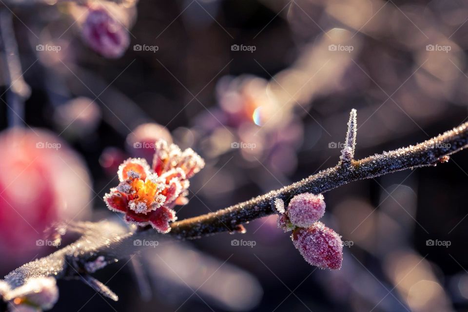 a Portrait of a red frozen Japanese quince flower during golden hour in the morning.