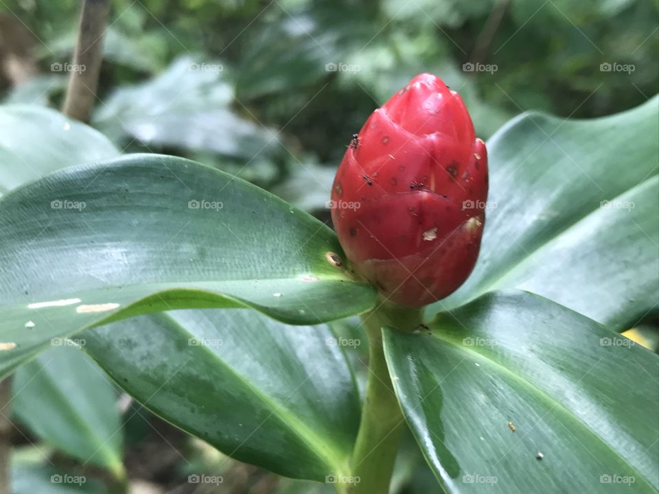 Plants, Costa Rica, December 2016