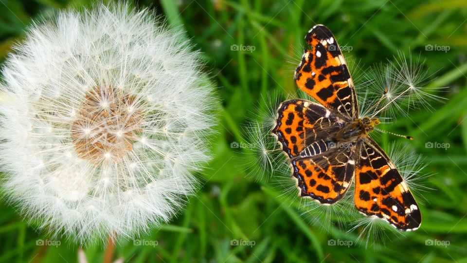 orange butterfly on a fluffy dandelion in the grass field