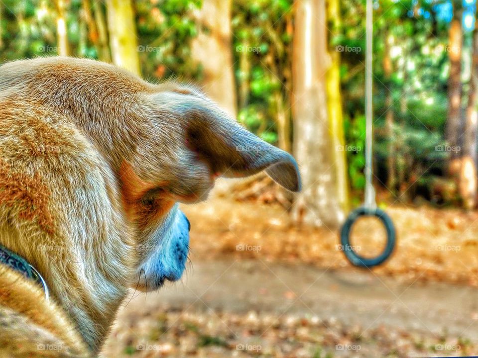 Dog and Child's Tire Swing