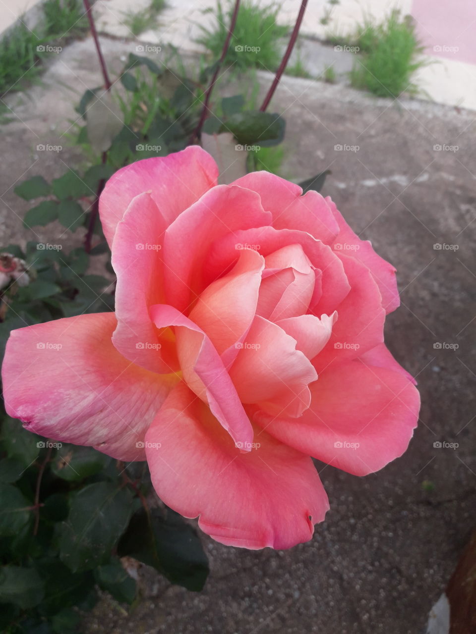 beutiful pink rose