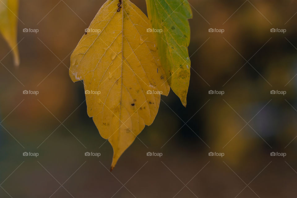 yellow leaves in the rain