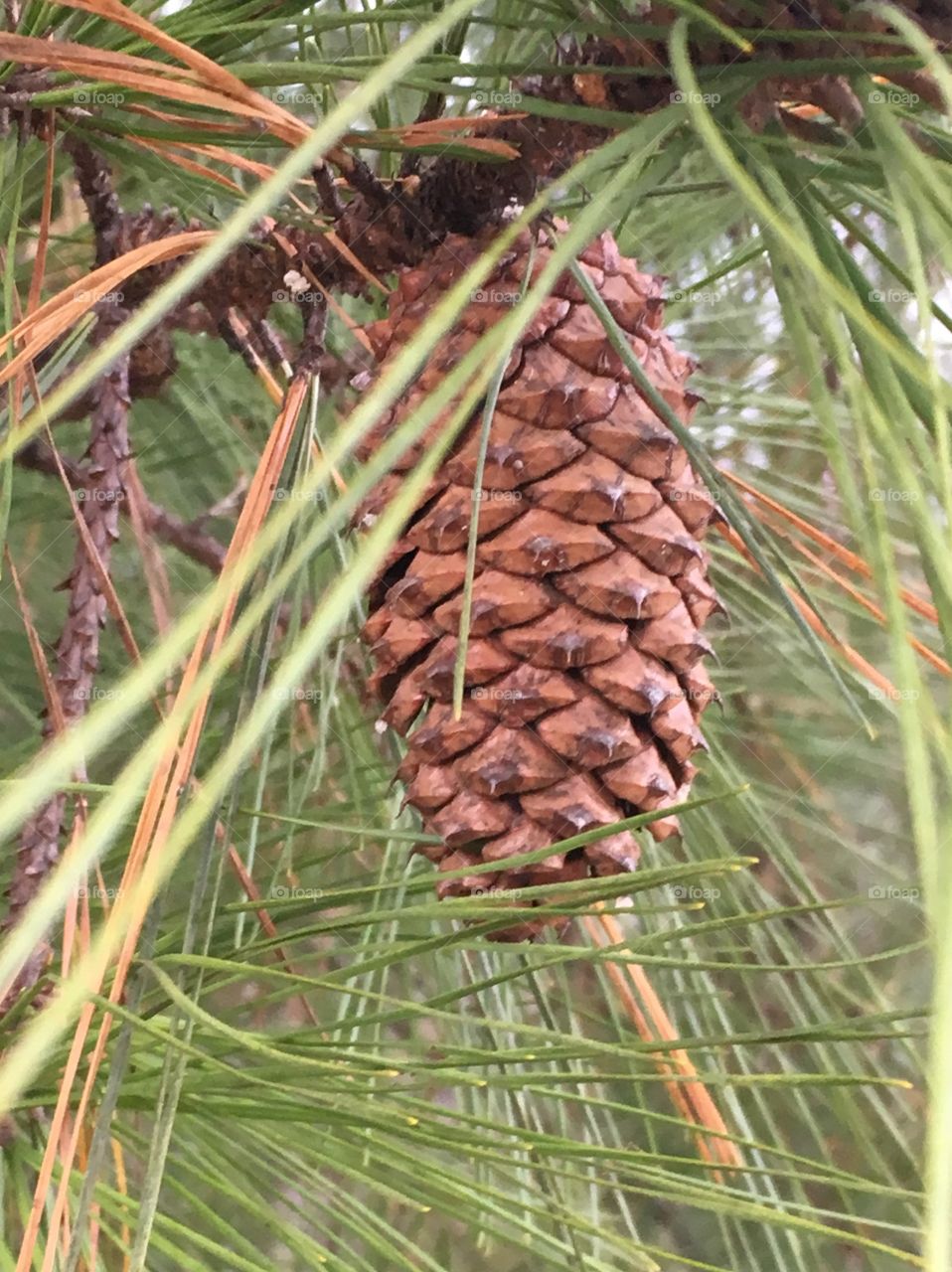 Pine tree - needles and a pine cone 