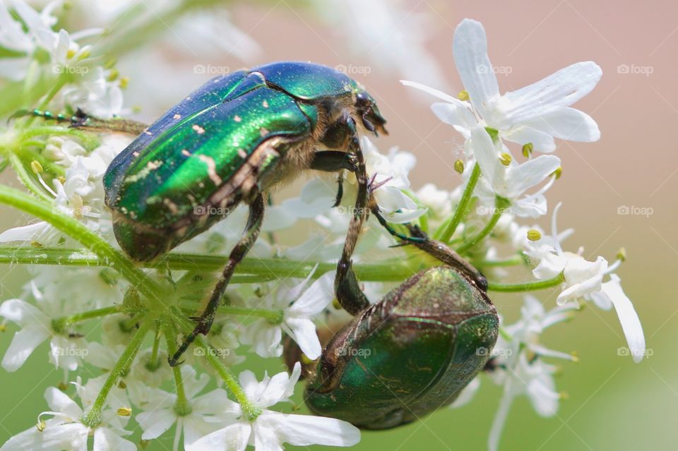 Green fruit beetles on flowers