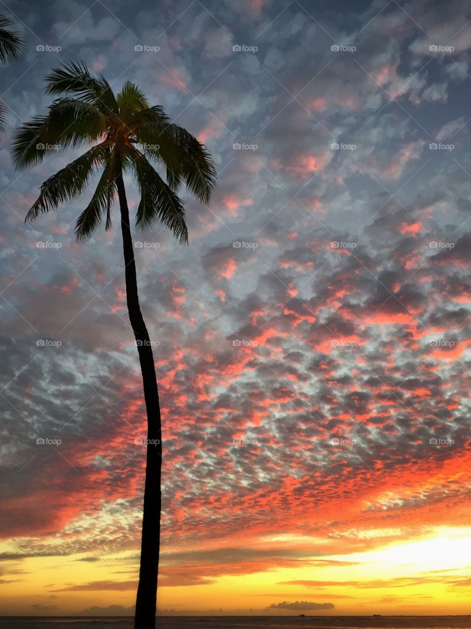 Palm tree silhouette against mackerel sky at sunset