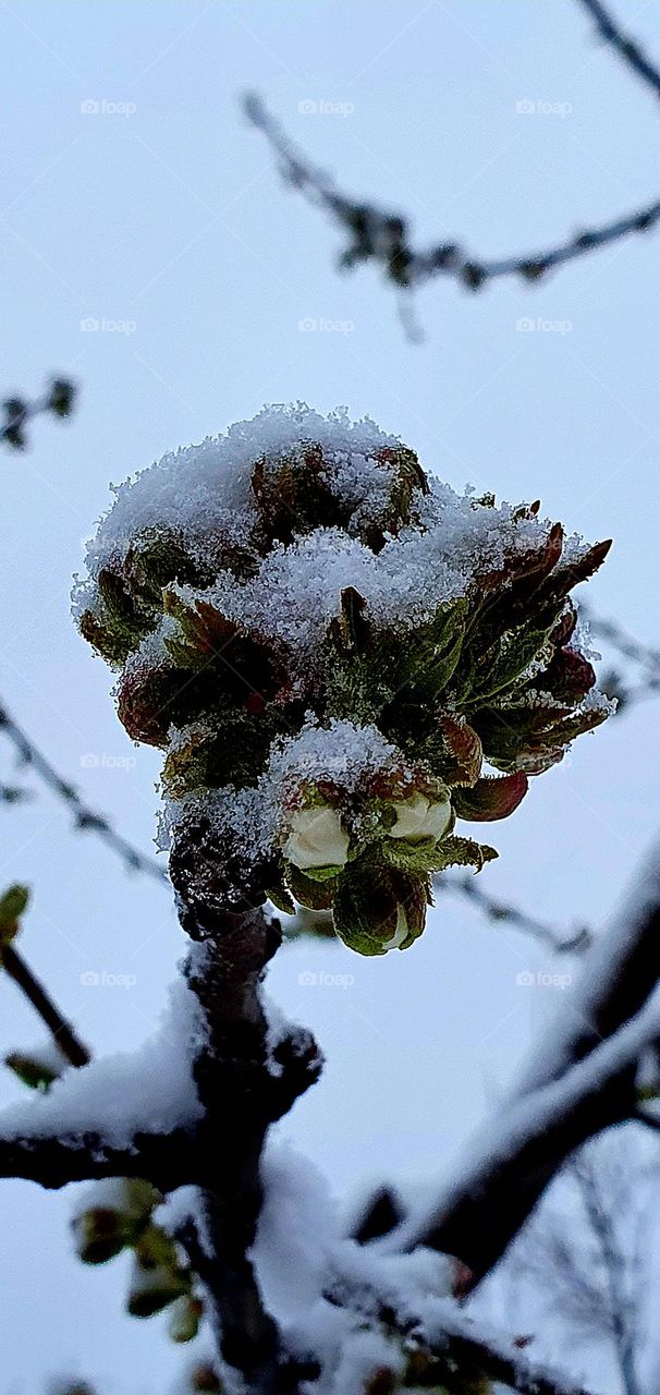❤🇲🇩 winter and șpring