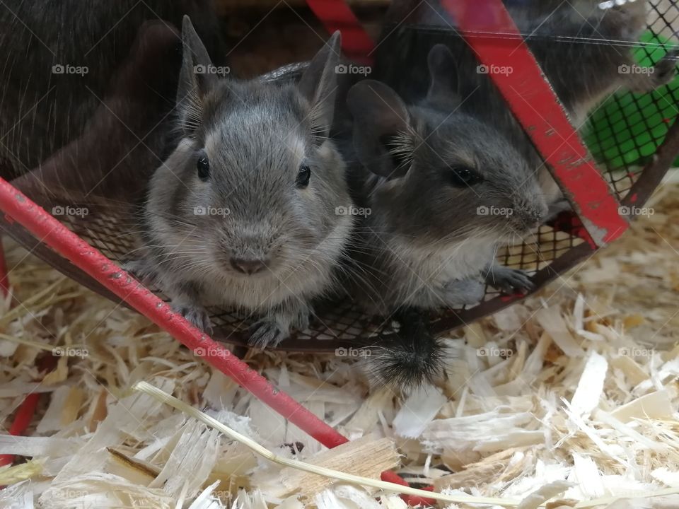 2 cute Mouses