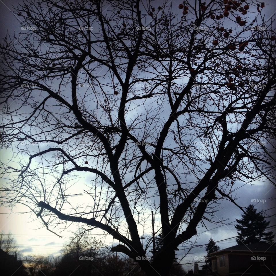 sky gray dark tree by ilyphotos37