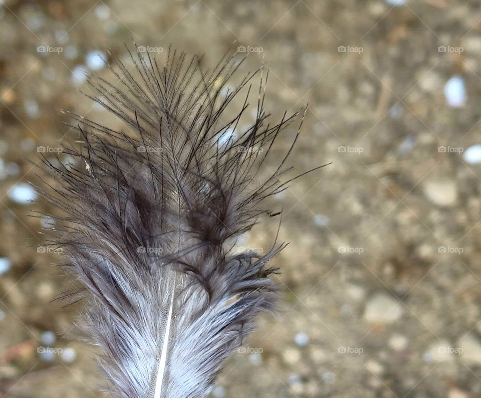 Feather