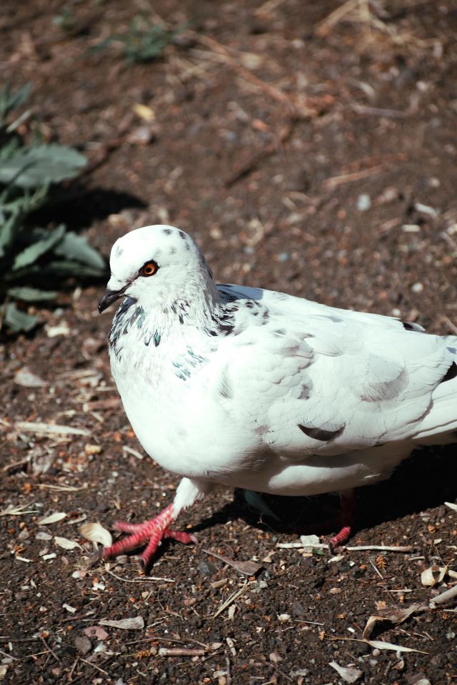 bird