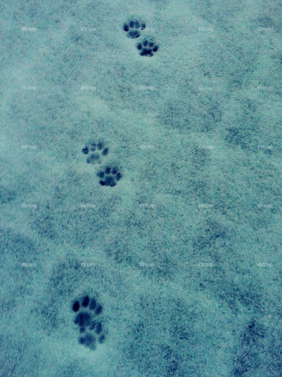 snow winter cat stone by Katja75