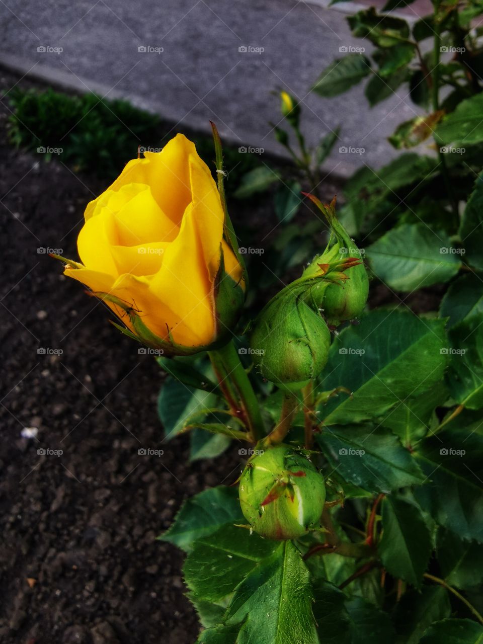 Color day outdoor nature greens wild street alone