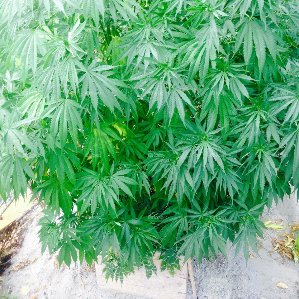 Homegrown medicinal cannabis plant