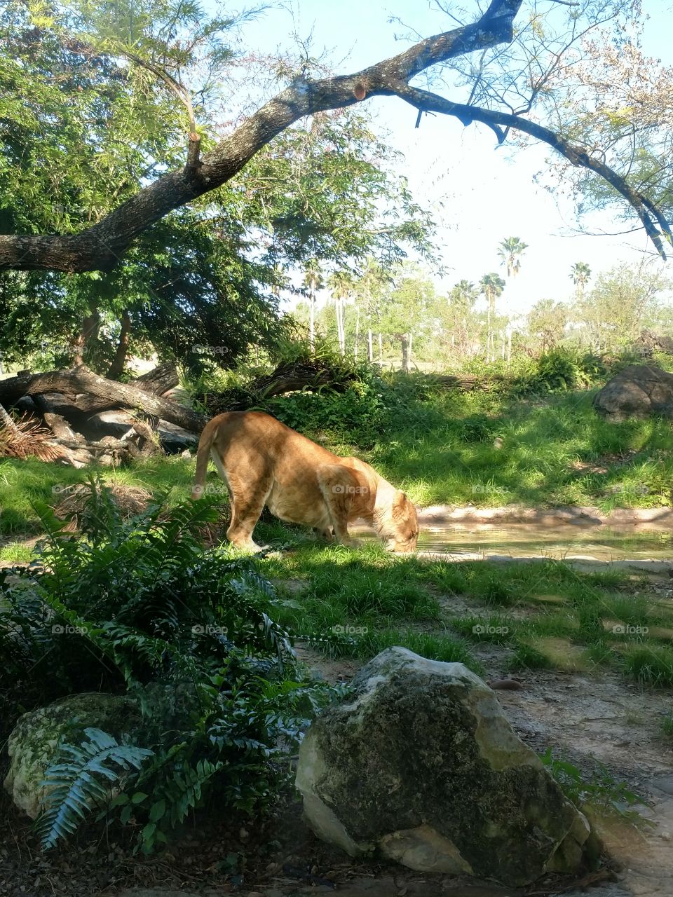 una leona refrescando se tomando un poco de agua