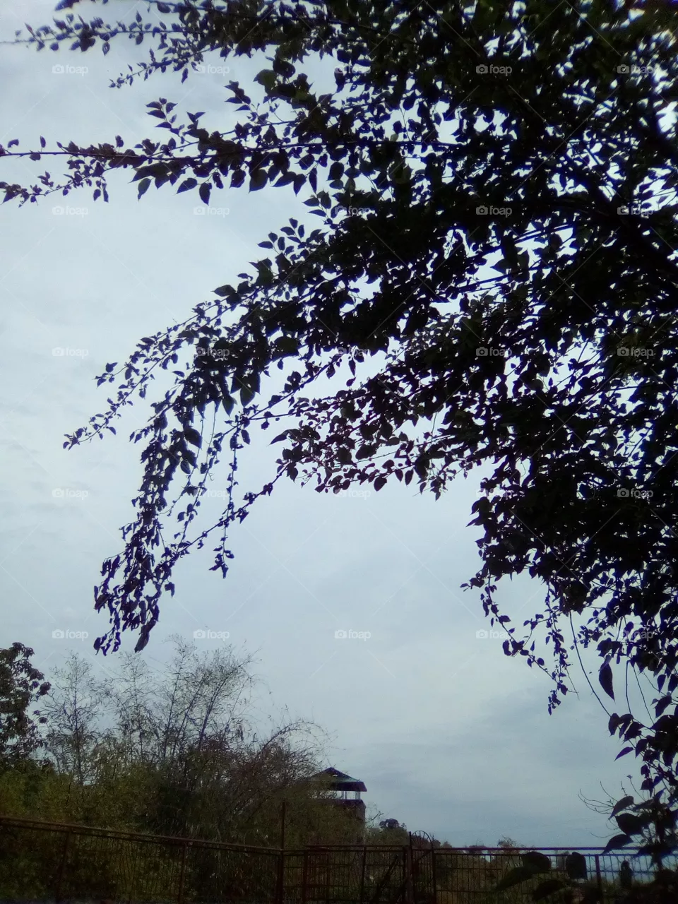 nature