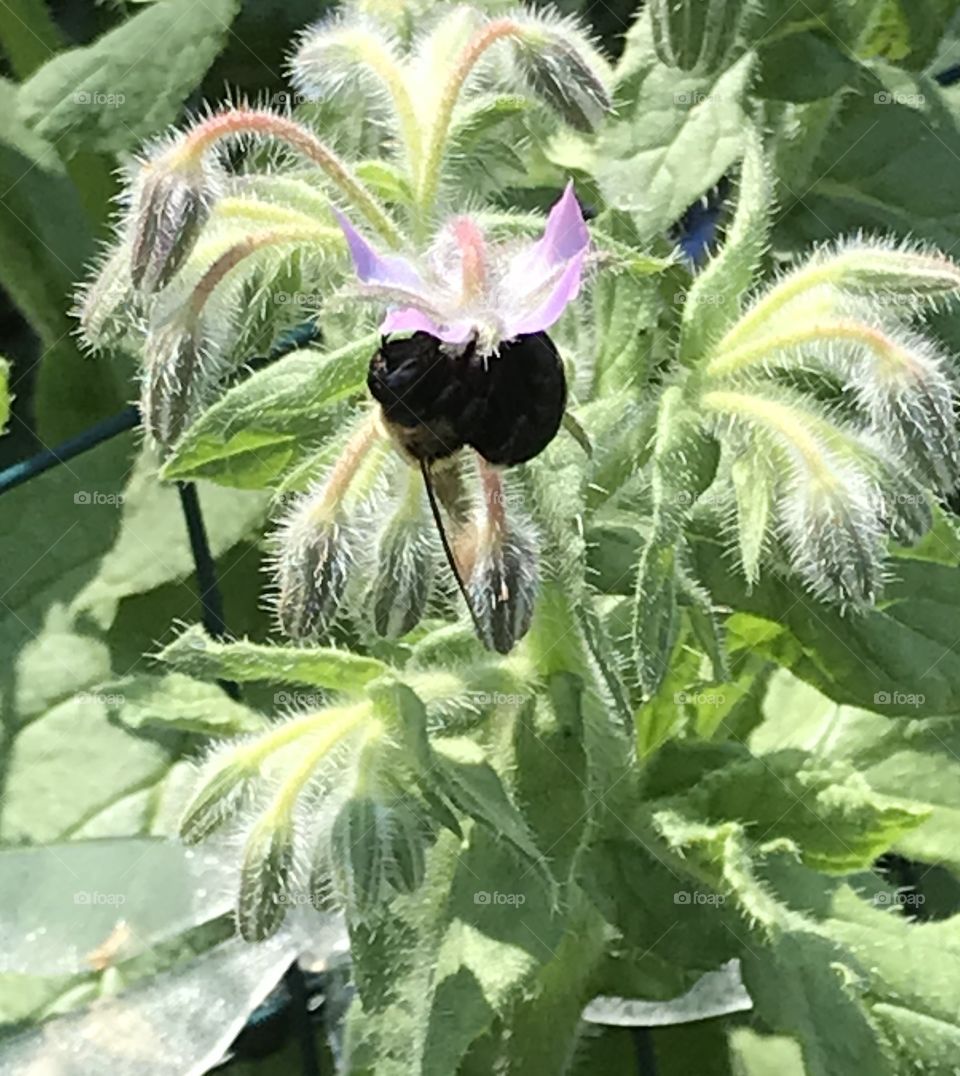 This large Bombus Bumblebee is big and has very large wings!