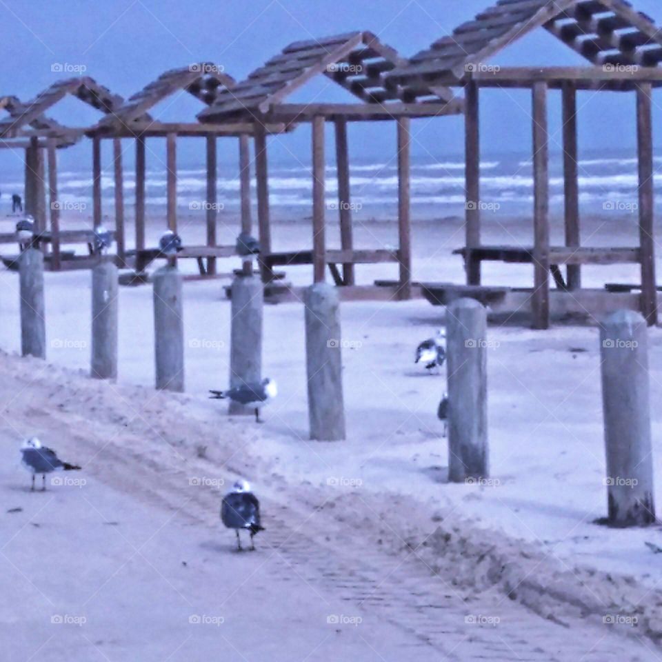 Seagulls At Beach Parking