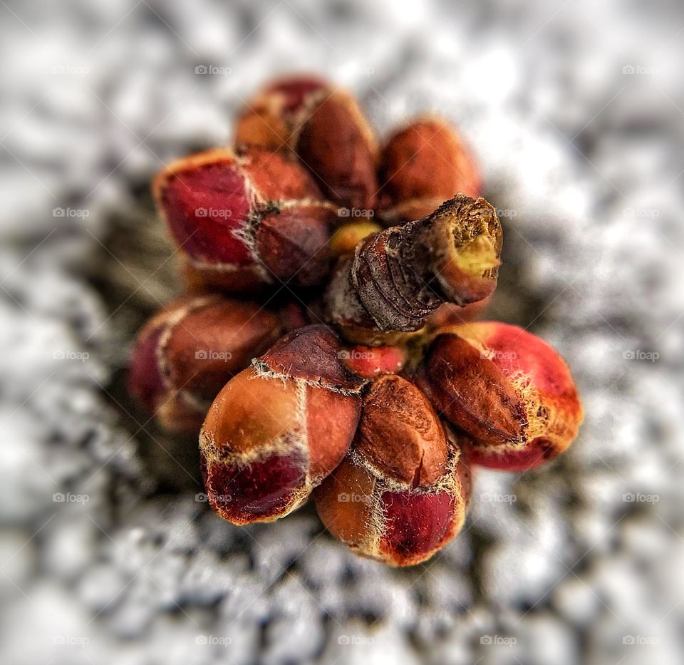 Seed in the snow—taken in Dyer, Indiana 